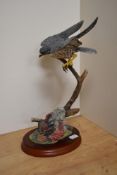 A Border Fine Arts ornithological study 'Flying Peregrine' A1276, modelled by Russell Willis for the