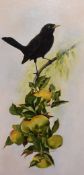 J.Garbett (20th Century), oil on canvas, A portrait of a blackbird standing upon a fruiting