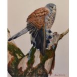 Alan Richards (20th Century), watercolour, 'Study of Falcon', signed to the lower right and dated '