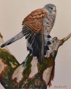 Alan Richards (20th Century), watercolour, 'Study of Falcon', signed to the lower right and dated '