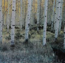 A contemporary photographic print of silver birch trees, framed, mounted, and under glass, 48cm x