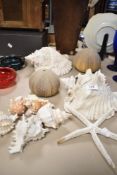 A selection of shells, sea urchins and a star fish.