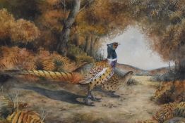 19th/20th Century British School, watercolour, Pheasants within a woodland setting, framed, mounted,