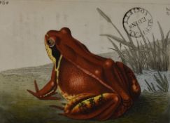 After Frederick Polydore Nodder (fl.1770-1801, British), hand coloured engravings, Two toads, a