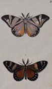 After Dru Drury (1724-1803, British), coloured prints of engravings, Drury Butterflies, from the