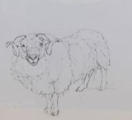 Dido Crosby MRSS (b.1961, British), pencil on paper, 'Orkney Ram, Rare Breed Center', signed,