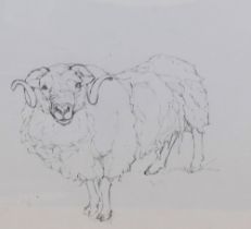 Dido Crosby MRSS (b.1961, British), pencil on paper, 'Orkney Ram, Rare Breed Center', signed,