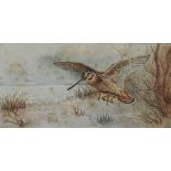 Artist Unknown (20th Century), watercolour, Woodcock in flight, signed M.A to the lower right,