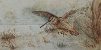 Artist Unknown (20th Century), watercolour, Woodcock in flight, signed M.A to the lower right,