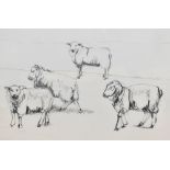 Dido Crosby MRSS (b.1961, British), pencil on paper, '4 Sheep Romney', signed and dated '7.9.01'