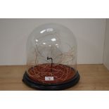 A contemporary fairy light arrangement under Victorian glass dome, measuring 27cm tall