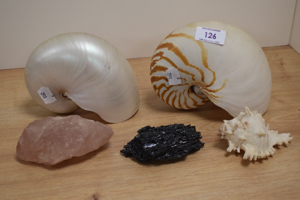 Two nautilus seashells, a conch shell, and two minerals