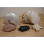 Two nautilus seashells, a conch shell, and two minerals