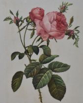 After Pierre-Joseph Redoute (1759-1840, Belgian), coloured prints, Six botanical studies,