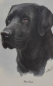 After Mick Cawston (1959-2006, British), coloured print, A Golden Retriever dog study, framed,