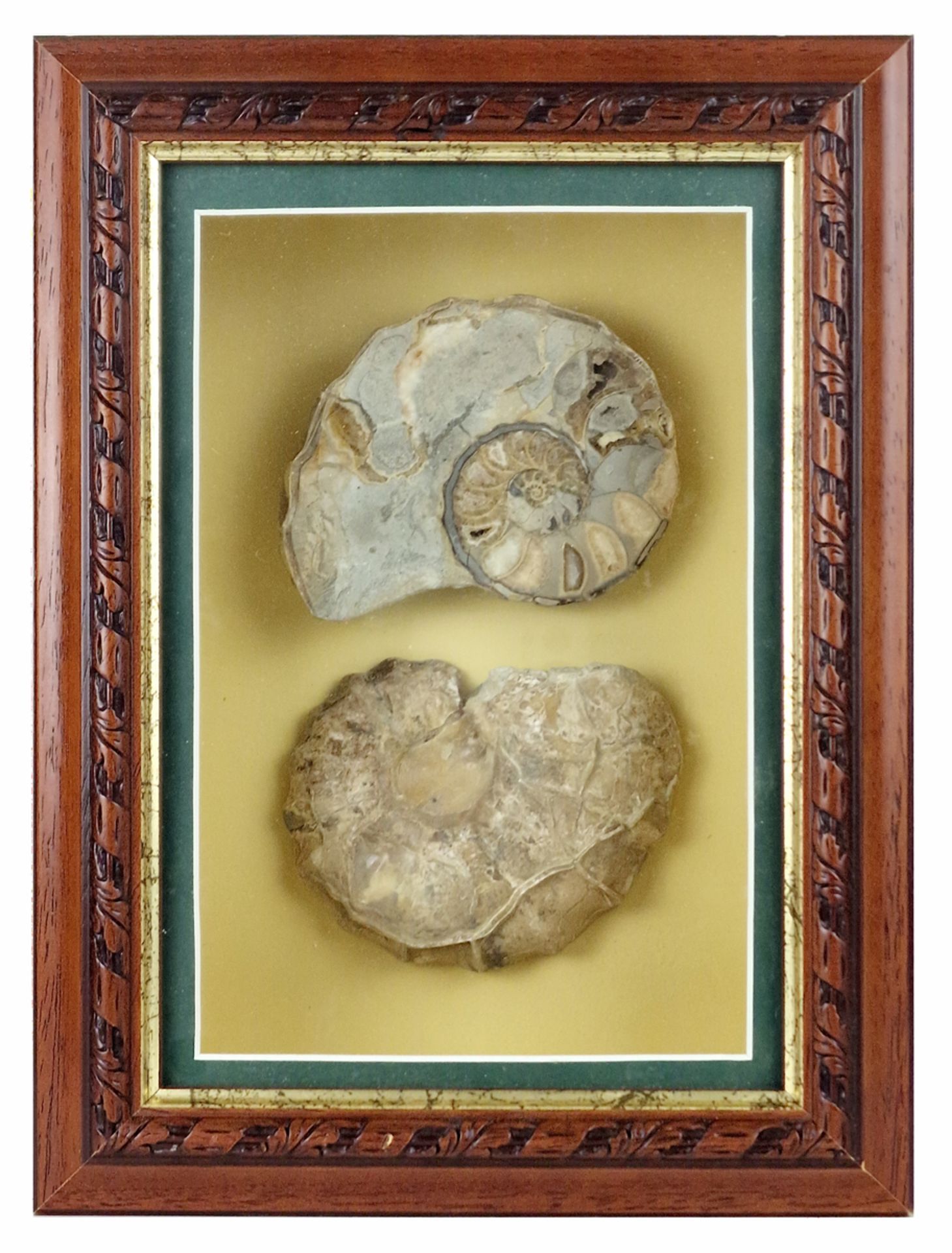 AMMONITES