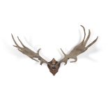 MEGALOCEROS GIGANTEUS A SET OF GREAT IRISH DEER ANTLERS AND SKULL mounted on a timber shield.