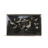 A VICTORIAN CASED NATURAL HISTORY SPECIMEN, SEA BIRDS filled with an arrangement of domestic birds