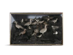 A VICTORIAN CASED NATURAL HISTORY SPECIMEN, SEA BIRDS filled with an arrangement of domestic birds