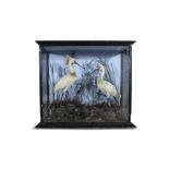 TAXIDERMY A VICTORIAN CASED NATURAL HISTORY SPECIMEN, formed as a pair of spoonbill (platalea)