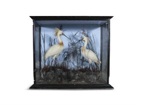 TAXIDERMY A VICTORIAN CASED NATURAL HISTORY SPECIMEN, formed as a pair of spoonbill (platalea)