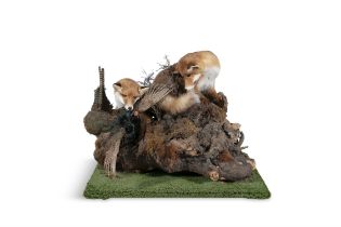 TAXIDERMY A LARGE FOX AND PHEASANT GROUP, one fox depicted startling the pheasant, the other perched