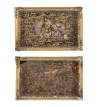 A PAIR OF FRAMED SPECIMEN DISPLAYS OF BUTTERFLIES AND INSECTS, within gilt wood and gesso framed