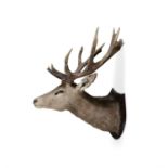 TAXIDERMY A RED DEER HEAD, each antler with seven points 100cm high, 75cm wide, 83cm deep