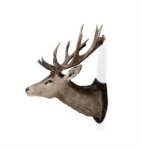 TAXIDERMY A RED DEER HEAD, each antler with seven points 100cm high, 75cm wide, 83cm deep