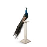 TAXIDERMY A taxidermy peacock, mounted on modern timber column. 178cm high