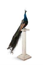 TAXIDERMY A taxidermy peacock, mounted on modern timber column. 178cm high