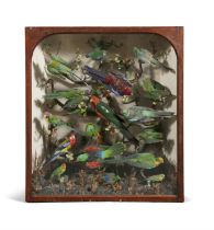 TAXIDERMY A CASED NATURAL HISTORY DISPLAY, with an arrangement of parrots and exotic birds perched