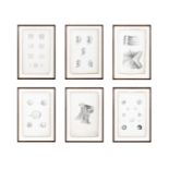 A SET OF SIX FRAMED ANATOMICAL PRINTS, drawn from nature by William Bagg, London, Taylor & Walton,