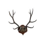 A LARGE PAIR OF TROPHY DEER ANTLERS, each mounted on a shield shaped timber plaque 92cm wide approx.