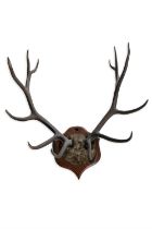 A LARGE PAIR OF TROPHY DEER ANTLERS, each mounted on a shield shaped timber plaque 92cm wide approx.