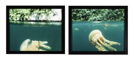 DOROTHY CROSS (B.1956) Mastiqias Jellyfish (Above/Below Water) Lambda print diptych, 22.