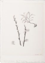 WENDY WALSH (1915-2014) Salix hibernica ["Salix hybernica"] Chinese Ink on paper,
