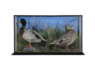 TAXIDERMY A cased diorama of a drake and duck in a naturalistic setting. J. Foley Taxidermist.