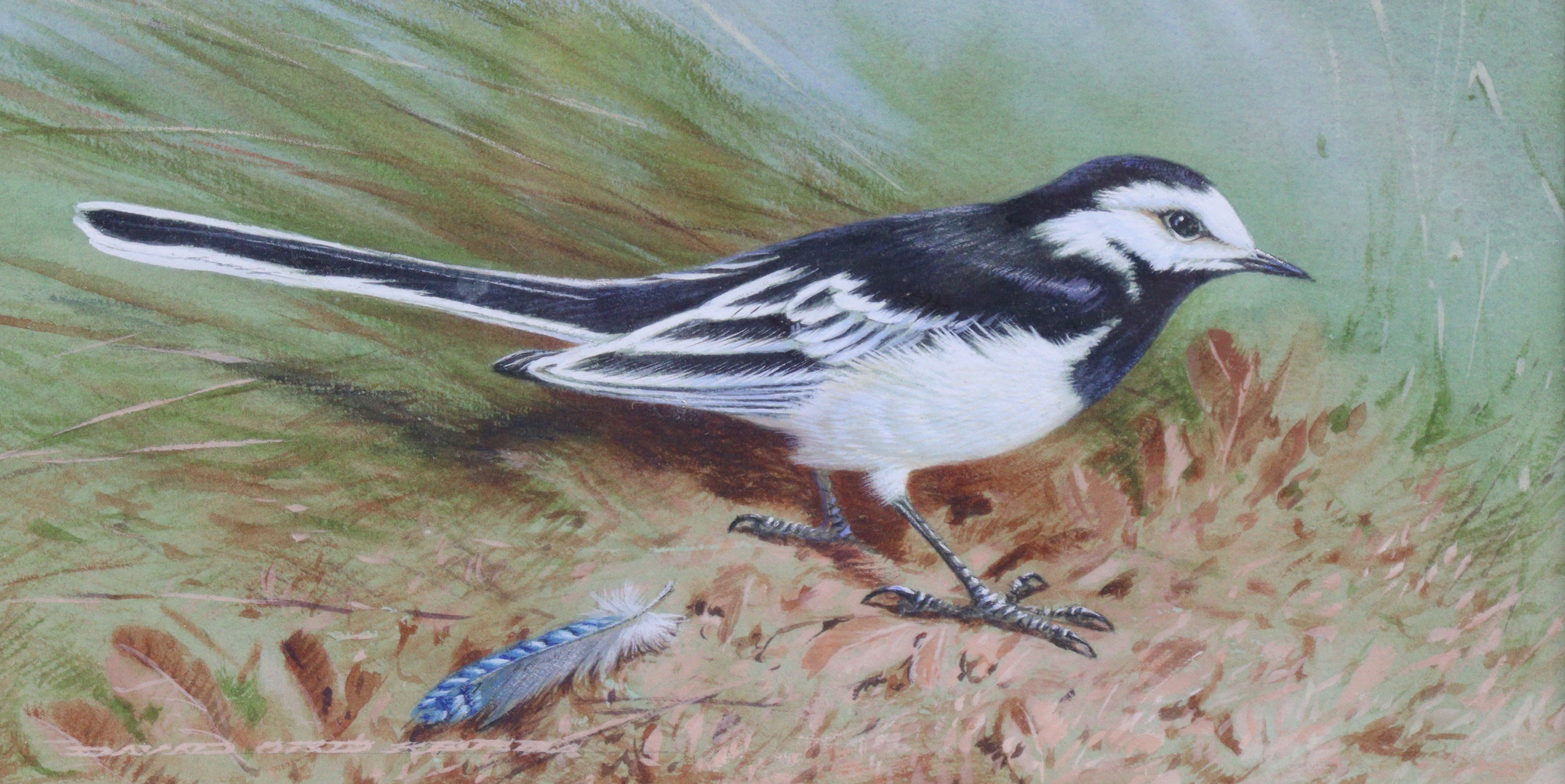 DAVID ORD KERR (b. 1951) “Pied Wagtail”, signed lower left, watercolour: 3¾”x7½”, framed &