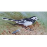 DAVID ORD KERR (b. 1951) “Pied Wagtail”, signed lower left, watercolour: 3¾”x7½”, framed &