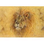SANDY BELL (contemporary) Study of a lion; signed lower right; watercolour: 20” x 27¼”, in glazed