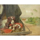 ALFRED CHARLES JEROME COLLINS (1851-1921). A watercolour sketch of a springer spaniel & three pups