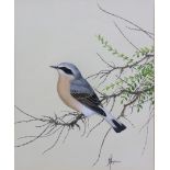 A. HOPKINSON (British, 20thC) Study of a Male Wheatear, 9¼” x 7¼”, & another study, 10” x 7¾”, each