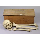 A vintage medic’s human skeleton in a deal case inscribed “Adam Rovilly + Co Osteology, 18 Fitzroy