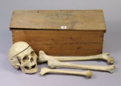 A vintage medic’s human skeleton in a deal case inscribed “Adam Rovilly + Co Osteology, 18 Fitzroy
