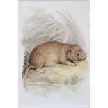 SAMUEL HOWITT (1756-1822) “The Water Rat”, Watercolour: 5¼” x 4”, from an album commissioned by