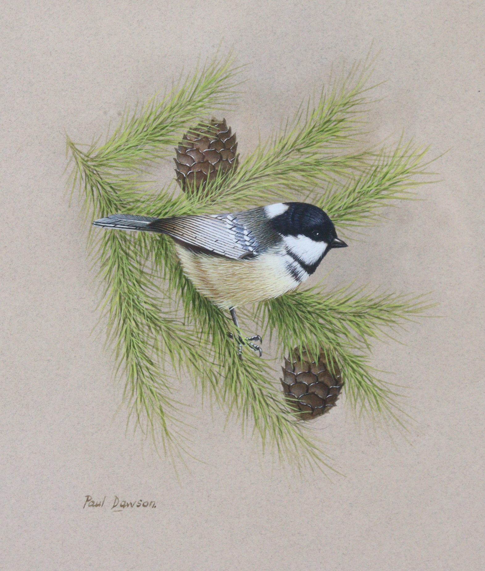 PAUL DAWSON (b. 1946) Study of a coal tit amongst pines, signed, Watercolour: 9½” x 7½”, framed &