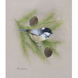 PAUL DAWSON (b. 1946) Study of a coal tit amongst pines, signed, Watercolour: 9½” x 7½”, framed &