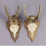 Two pairs of deer antlers, each pair mounted on a wooden shield-shaped plaque, 12¾” high.