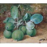 PHILIP DOLAN (Fl. 1870s). Still life of green apples on a mossy bank. Signed “P. Dolan” lower right;